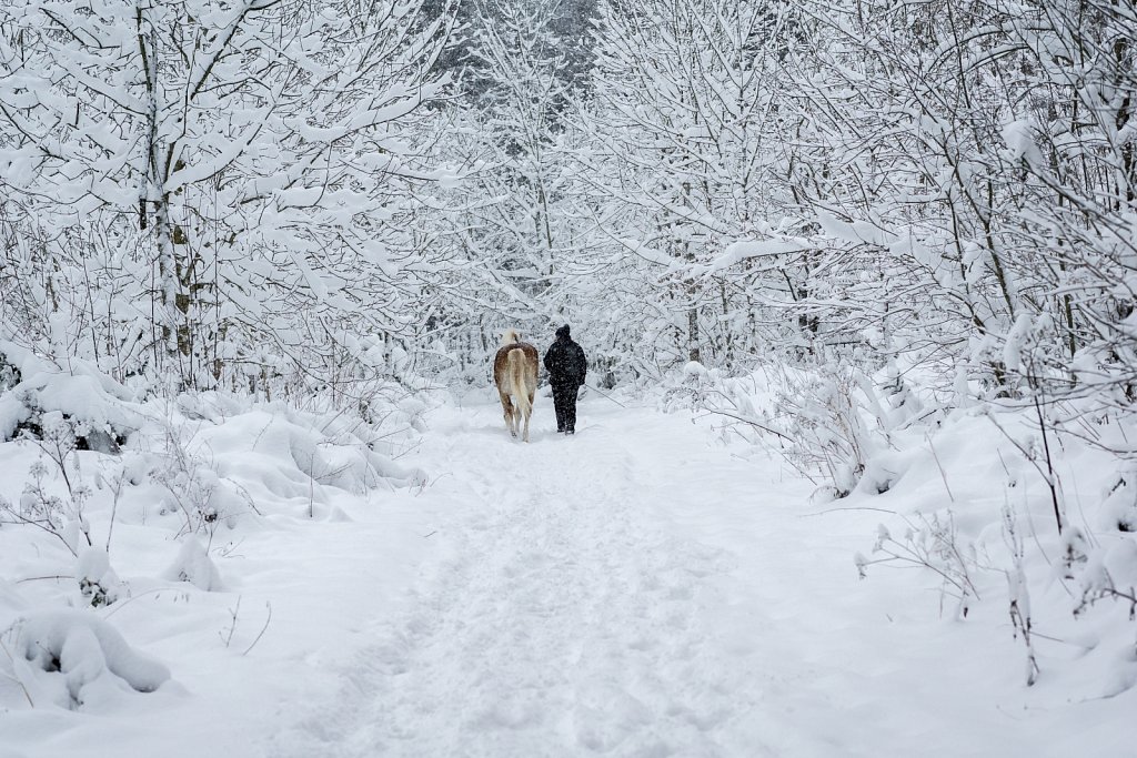 a walk with Horse – Spatziergang mit Pferd