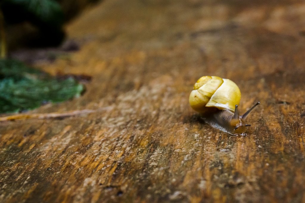 Die Schnecke